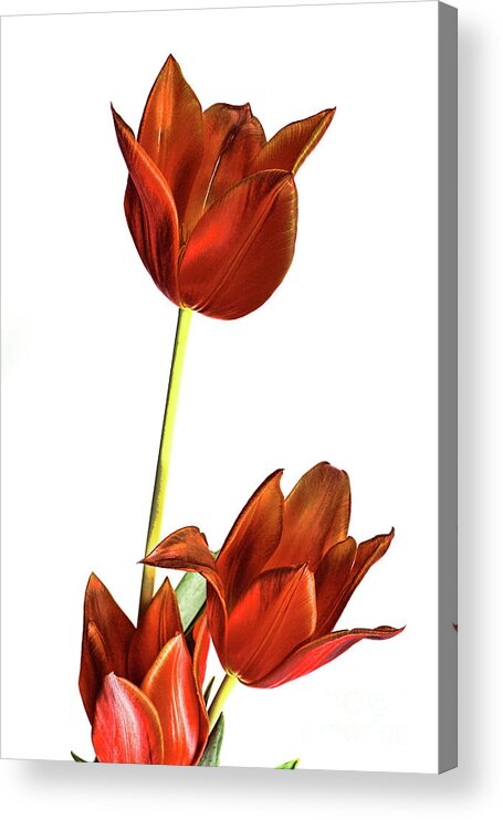 Tulip Acrylic Print featuring the photograph Three orange red tulips by Linda Matlow