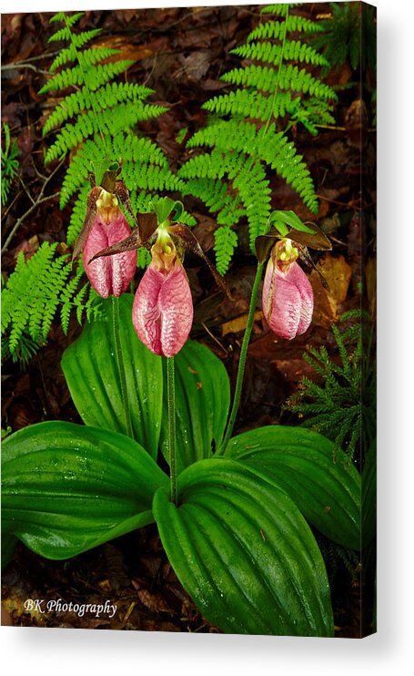 Flower Acrylic Print featuring the photograph Three Pink Lady's by Brian Simpson