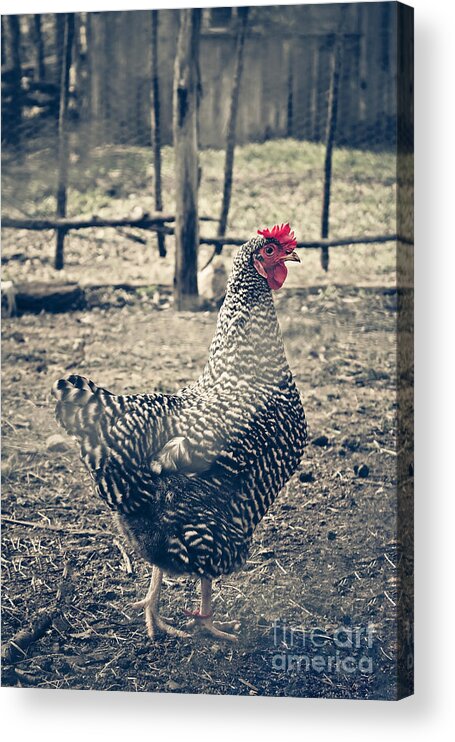 Animal Acrylic Print featuring the photograph Through the Barb Wire Fence - Sally by Trish Mistric