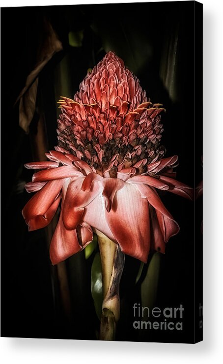 Al Andersen Acrylic Print featuring the photograph Torch Ginger 1 by Al Andersen