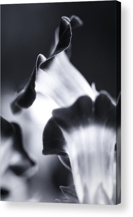 Black And White Acrylic Print featuring the photograph Torenia in BW by Maria Robinson