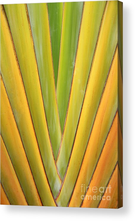 Traveler's Palm Acrylic Print featuring the photograph Travellers Palm Abstract by Teresa Zieba