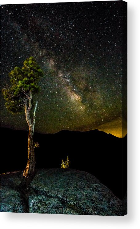 Tree Acrylic Print featuring the photograph Tree Amongst the Stars by Mike Lee