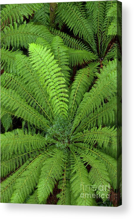 00463448 Acrylic Print featuring the photograph Tree Fern in Otway Natl Park by Yva Momatiuk and John Eastcott