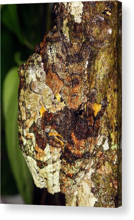 Hyla Marmorata Acrylic Print featuring the photograph Tree Frogs Mating by Dr Morley Read/science Photo Library