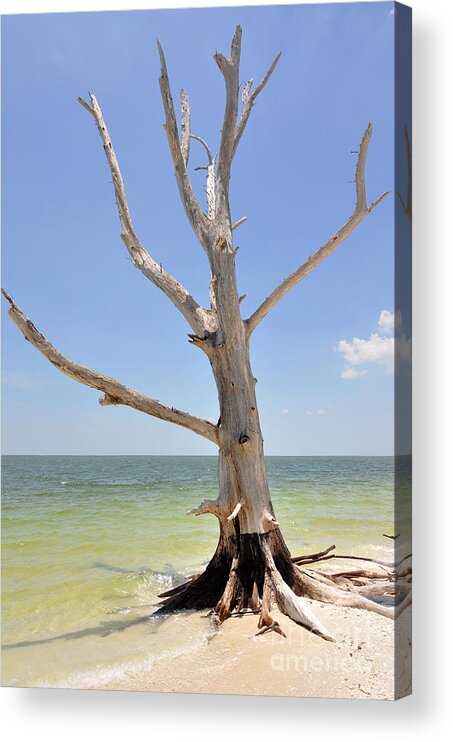 Tree Acrylic Print featuring the photograph Tree II by Joanne McCurry