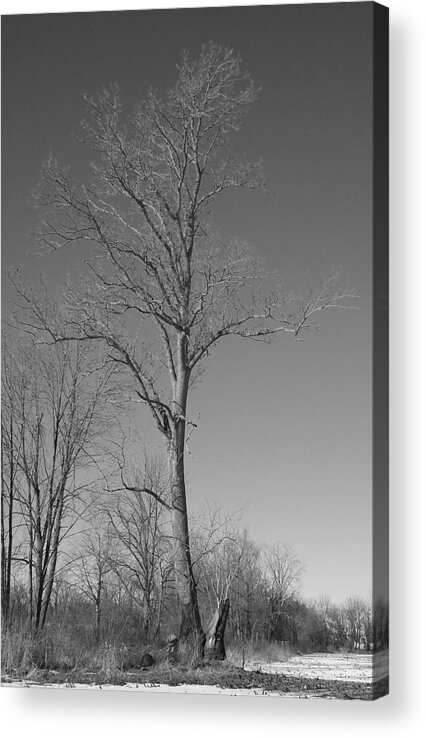 Tree Acrylic Print featuring the photograph Tree in Winter by Michelle Miron-Rebbe