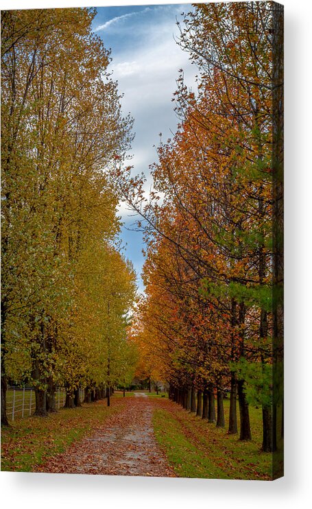 Path Acrylic Print featuring the photograph Tree Lines Path in Fall by Ron Pate