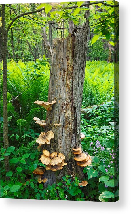 Flowers & Plants Acrylic Print featuring the photograph Tree Remnant by Lars Lentz