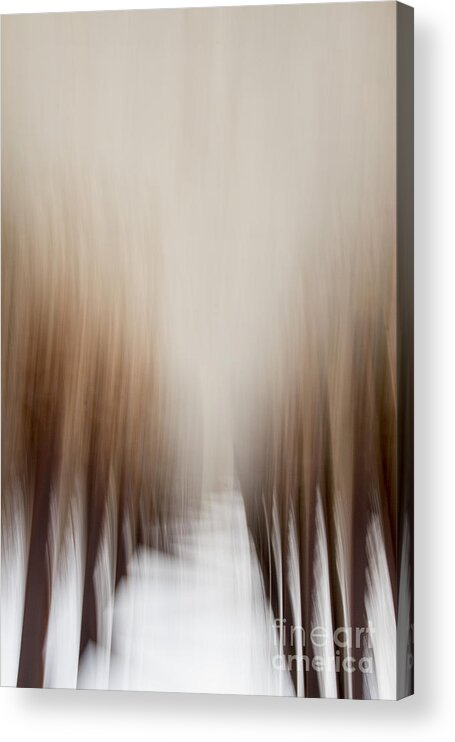 Tree Acrylic Print featuring the photograph Trees in Winter by Margie Hurwich
