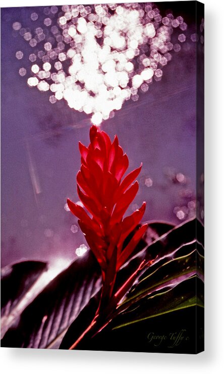 Tropical Flowers Nature Simple Zen Jamaica Pond Sparkling Sun Acrylic Print featuring the photograph Tropical beauty by George Tuffy