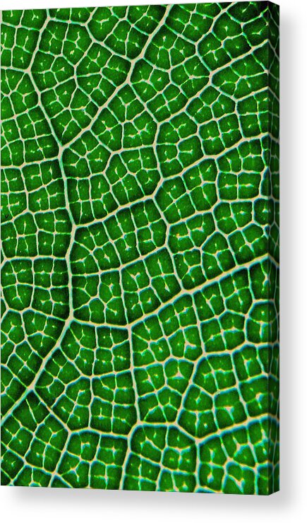 Abstract Acrylic Print featuring the photograph Tropical fig leaf veins by David Clode