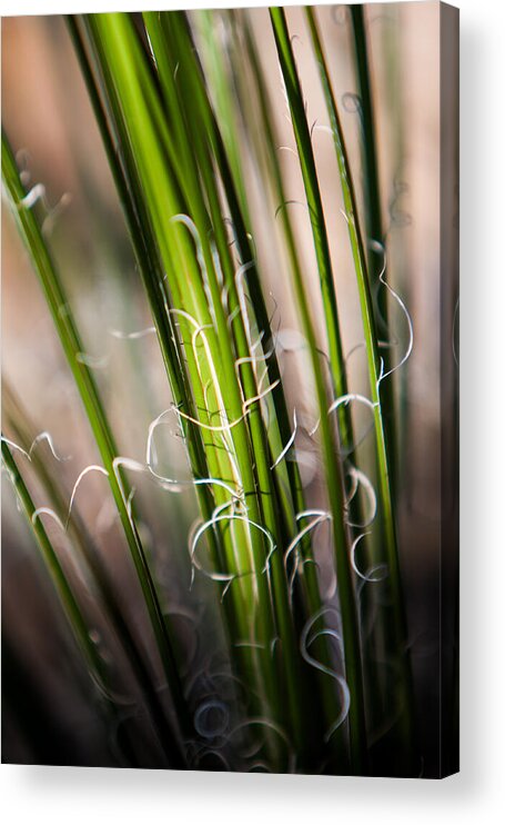 Botanical Acrylic Print featuring the photograph Tropical Grass by John Wadleigh