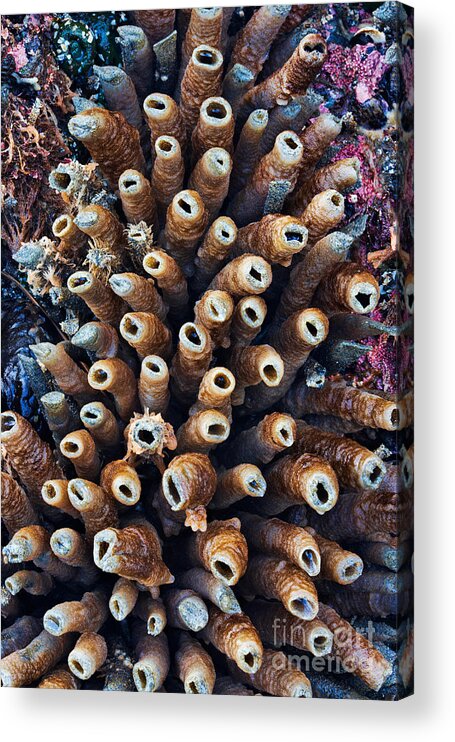 Landscape Acrylic Print featuring the photograph Tube Worms by Don Hall