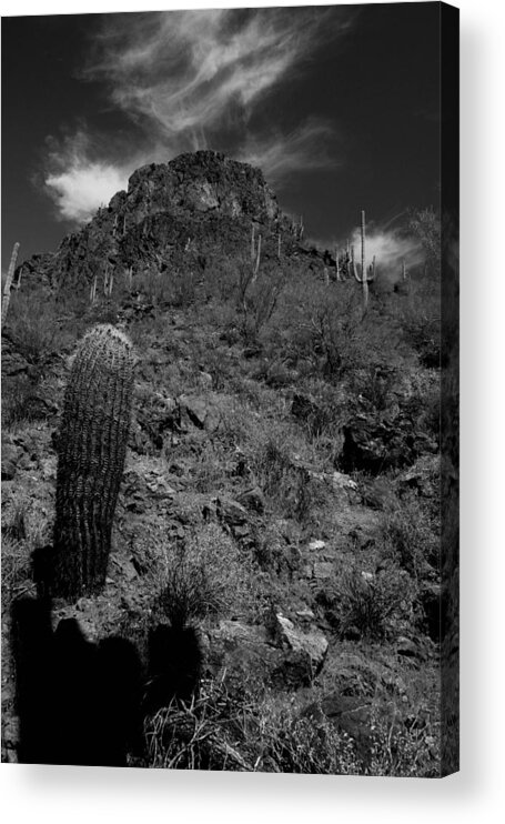 Landscape Acrylic Print featuring the photograph Tucson Cactus by Scott Cunningham