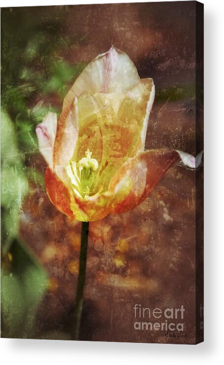 Tulip Acrylic Print featuring the photograph Tulip by Darla Wood