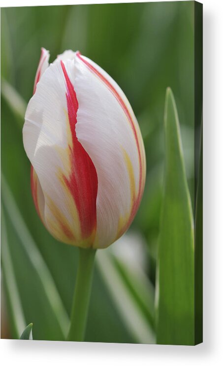 Tulip Acrylic Print featuring the photograph Tulip by Matthias Hauser