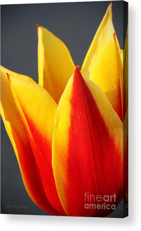 Macro Acrylic Print featuring the photograph Tulip by Todd Blanchard