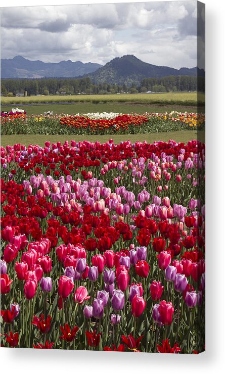 Gardens Acrylic Print featuring the photograph Tulip vista by Elvira Butler