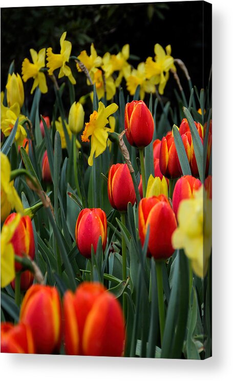 Tulips Acrylic Print featuring the photograph Tulips and Daffodils by Jeanne May