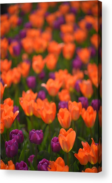 Tulips Acrylic Print featuring the photograph Tulips at Clevelands Botanical Gardens by Clint Buhler