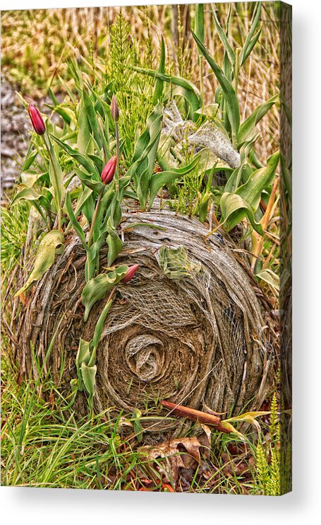 Plant Acrylic Print featuring the photograph Tulips gone wild on a hay bale by Eti Reid