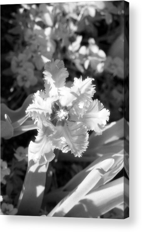 Tulip Acrylic Print featuring the photograph Tulips - Infrared 25 by Pamela Critchlow
