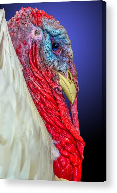 Avian Acrylic Print featuring the photograph Turkey 2 by Brian Stevens