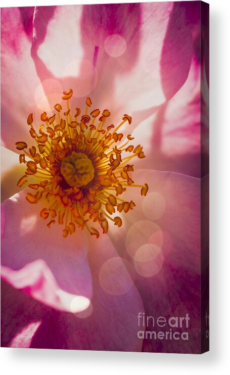 Beautiful Acrylic Print featuring the photograph Turkish Delight by Jan Bickerton
