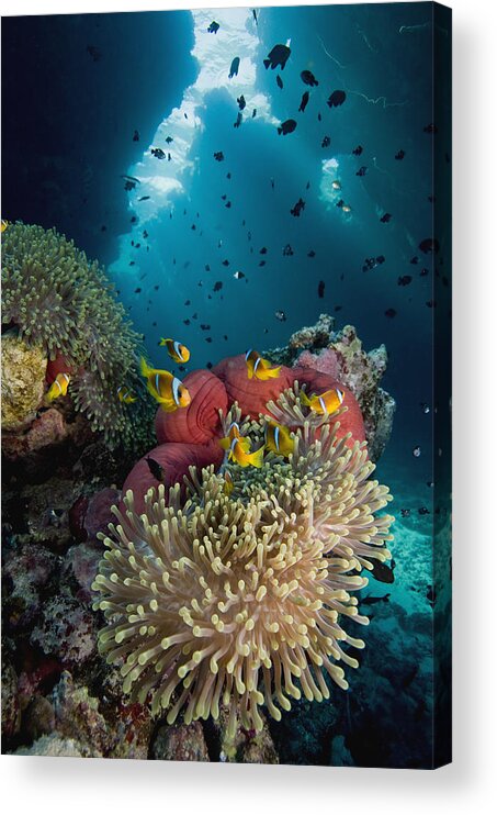 Nis Acrylic Print featuring the photograph Two-banded Anemonefish And Bulb by Dray van Beeck
