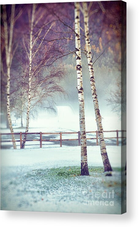 Atmospheric Acrylic Print featuring the photograph Two birches by Silvia Ganora