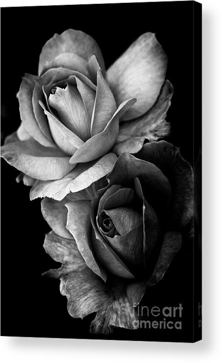 Beautiful Acrylic Print featuring the photograph Two of a Kind by Venetta Archer