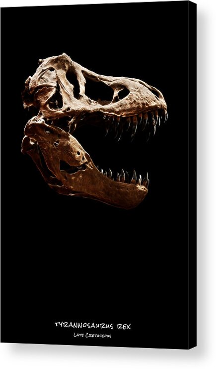 Tyrannosaurus Rex Skull Acrylic Print featuring the photograph Tyrannosaurus rex skull 1 by Weston Westmoreland