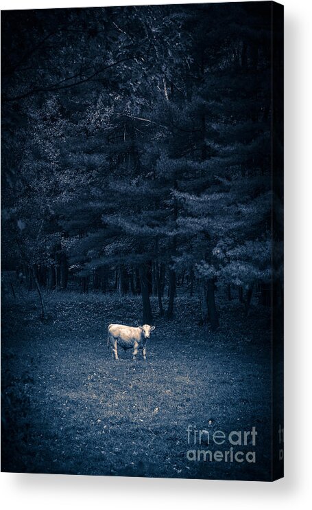 Cow Acrylic Print featuring the photograph Udder the Moo Night by Edward Fielding