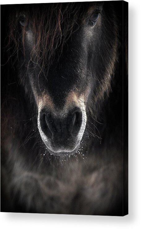 Horse Acrylic Print featuring the photograph Ulysses by P R I