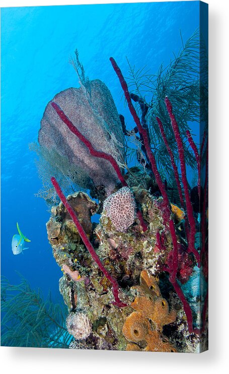 Ocean Acrylic Print featuring the photograph Underwater Scene by Jean Noren