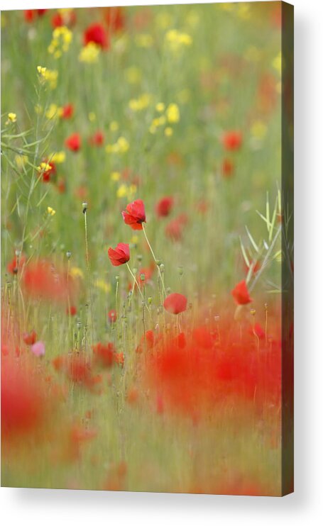Bokeh Acrylic Print featuring the photograph United Colours of Summer by Roeselien Raimond