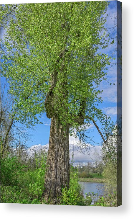 Big Acrylic Print featuring the photograph USA, Oregon, Willamette Mission State by John Barger