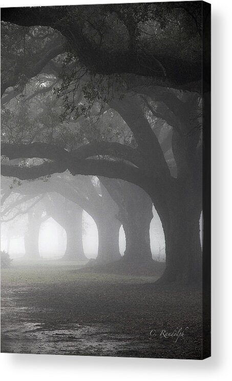 Live Oak Trees Acrylic Print featuring the photograph Vanishing Point by Cheri Randolph