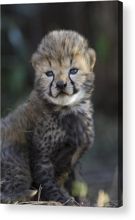 Suzi Eszterhas Acrylic Print featuring the photograph Very Young Cheetah Cub Maasai Mara by Suzi Eszterhas