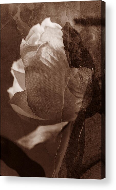 Vintage Acrylic Print featuring the photograph Vintage Camelia by Kathleen Messmer
