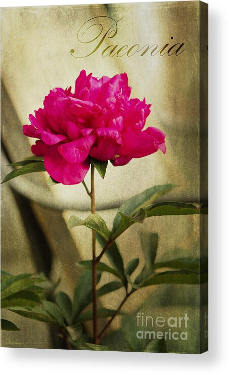 Plant Acrylic Print featuring the photograph Vintage Peony by Mary Jane Armstrong