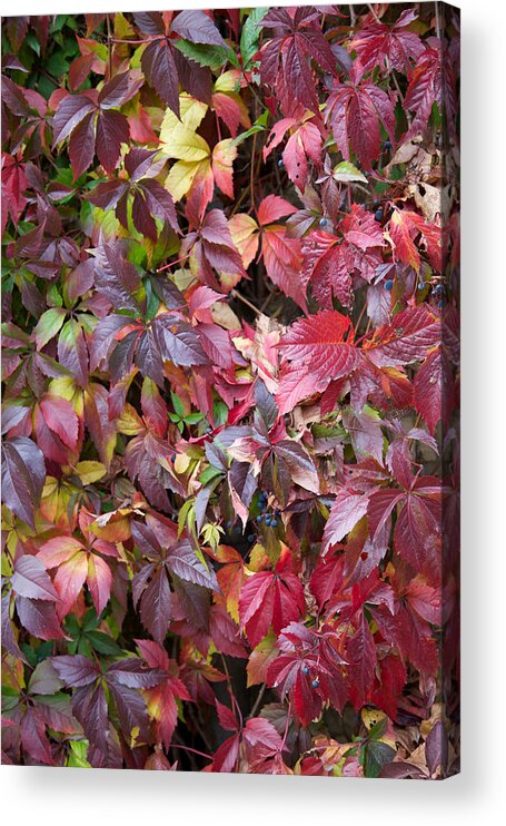 Leaves Acrylic Print featuring the photograph Virginia in Autumn by Mark Egerton