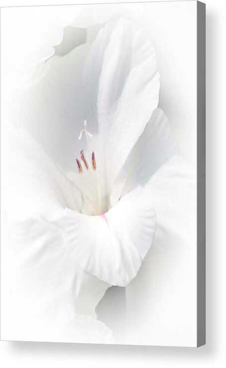 Gladiola Acrylic Print featuring the photograph Virginity by David Armstrong