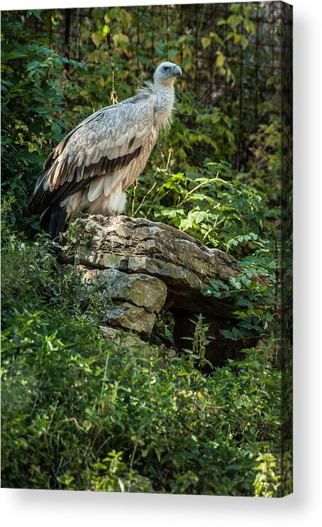 Vulture Acrylic Print featuring the photograph Vulture by Patrick Boening