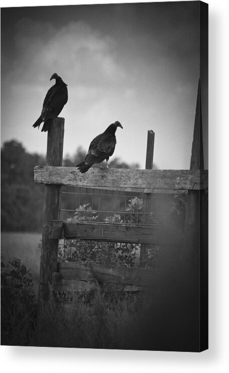 Everglades Acrylic Print featuring the photograph Vultures On Fence by Bradley R Youngberg