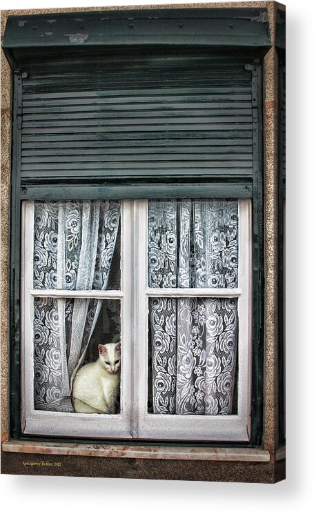 White Cat Acrylic Print featuring the photograph Waiting for feline Romeo by Aleksander Rotner