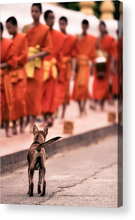 Dog Acrylic Print featuring the photograph Waiting for Master by Justin Albrecht