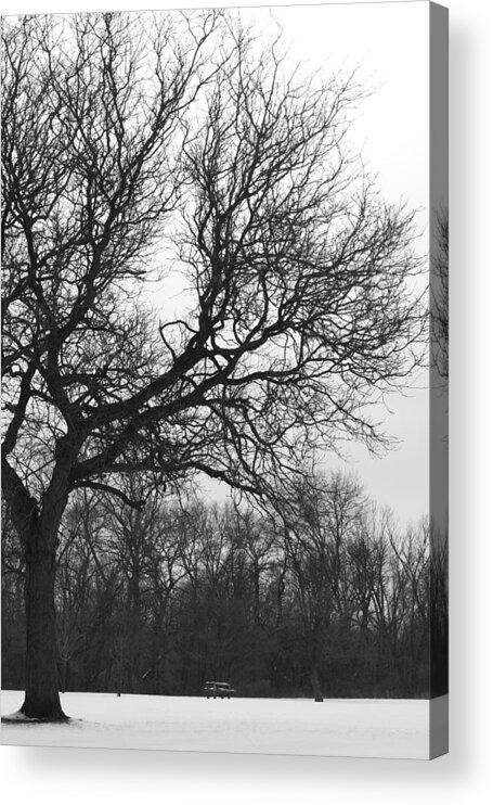 Winter Acrylic Print featuring the photograph Waiting on Spring by Kathleen Scanlan