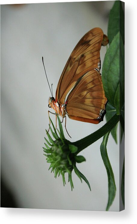 Flowers Acrylic Print featuring the photograph Butterfly Waiting on the Wind by Cathy Harper